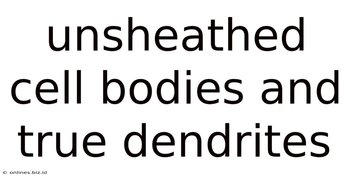 Unsheathed Cell Bodies And True Dendrites