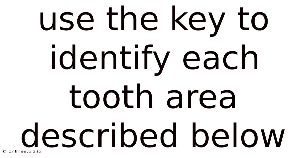 Use The Key To Identify Each Tooth Area Described Below