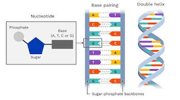 Video Tutor Session Quiz Dna Structure