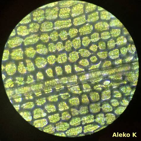 What 3 Dimensional Shape Are Elodea Cells