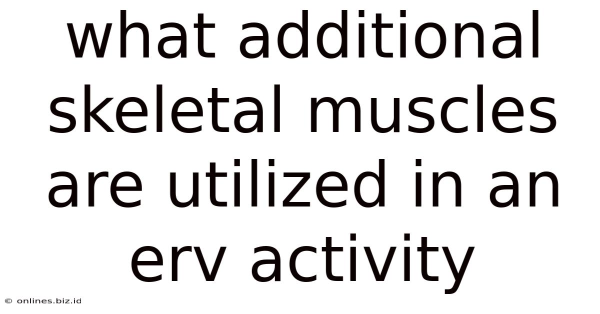 What Additional Skeletal Muscles Are Utilized In An Erv Activity