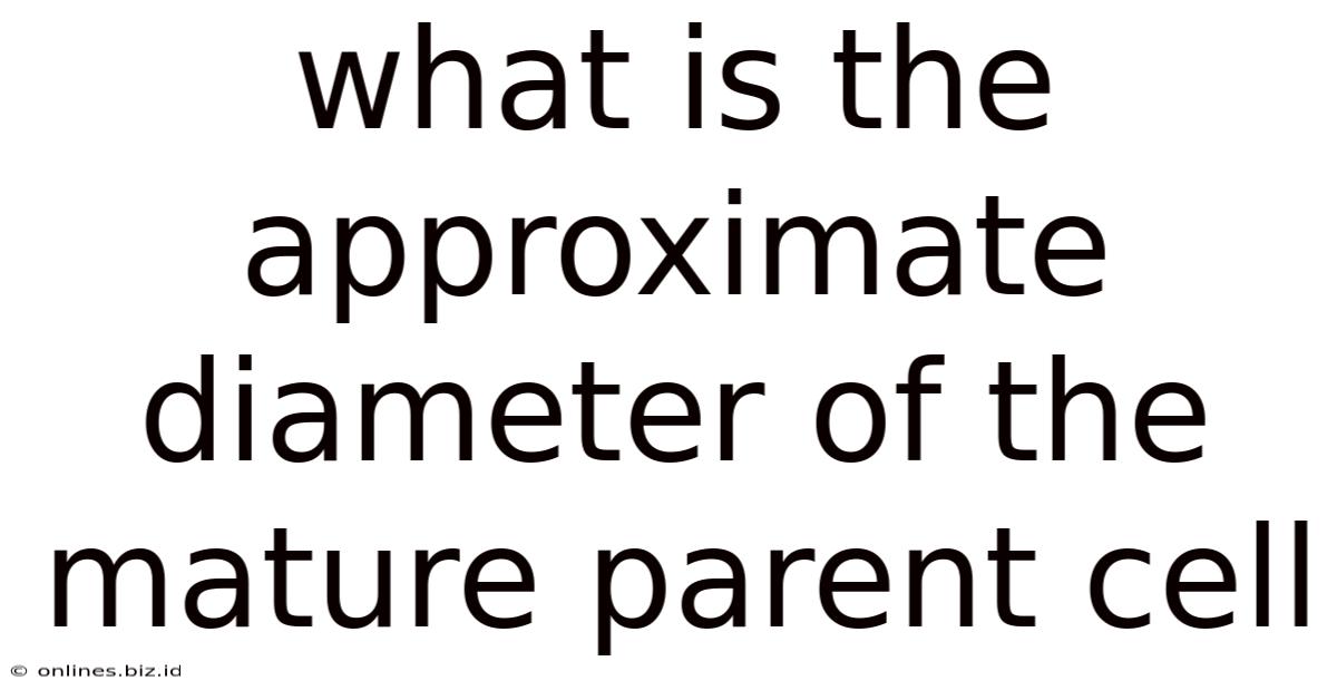 What Is The Approximate Diameter Of The Mature Parent Cell