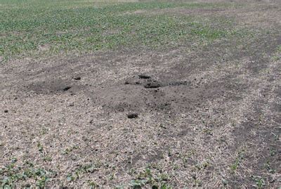 What Problems Were The Gophers Causing On The Farm