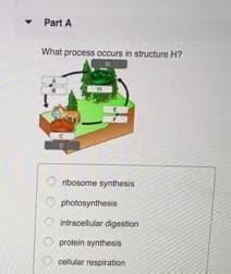 What Process Occurs In Structure H