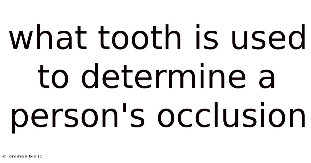 What Tooth Is Used To Determine A Person's Occlusion