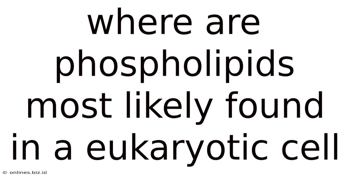 Where Are Phospholipids Most Likely Found In A Eukaryotic Cell