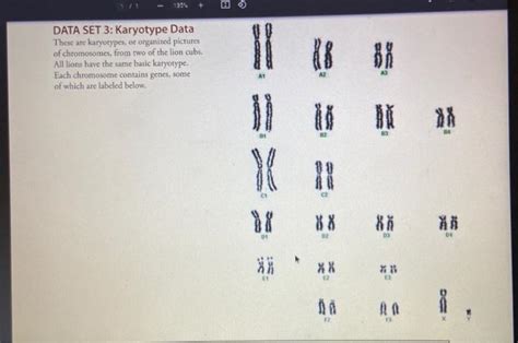 Where Do Lion Cubs Get Their Chromosomes From