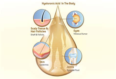 Where In The Body Is Hyaluronic Acid Found Milady