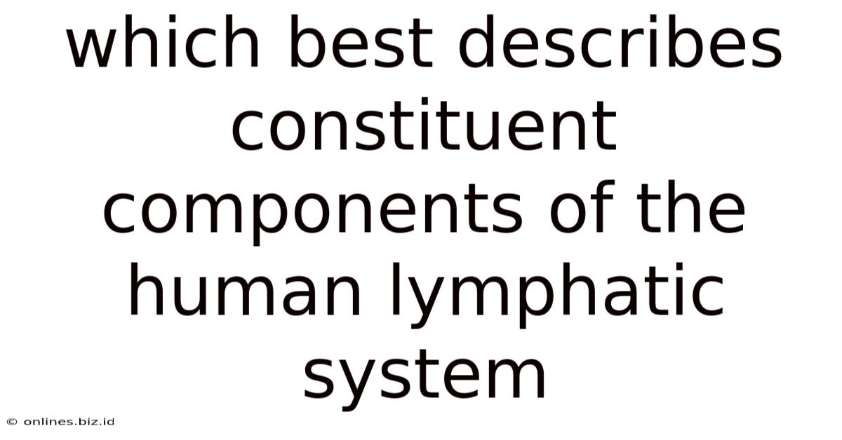 Which Best Describes Constituent Components Of The Human Lymphatic System