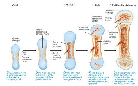 Which Bone-forming Process Is Shown In The Figure