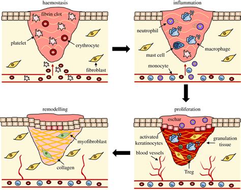 Which Event Must Precede All Others During Tissue Repair