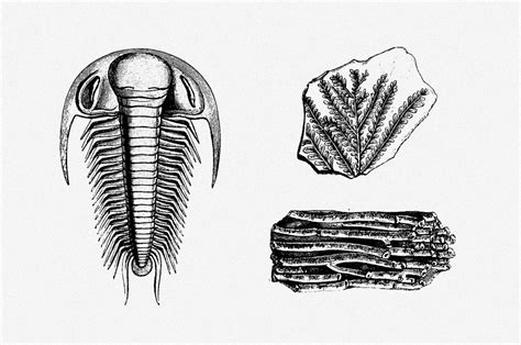 Which Fossil Find Is Represented In This Graphic