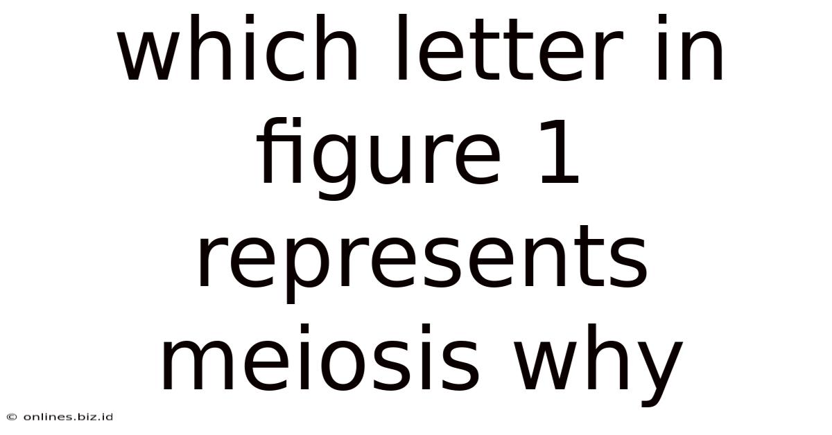 Which Letter In Figure 1 Represents Meiosis Why