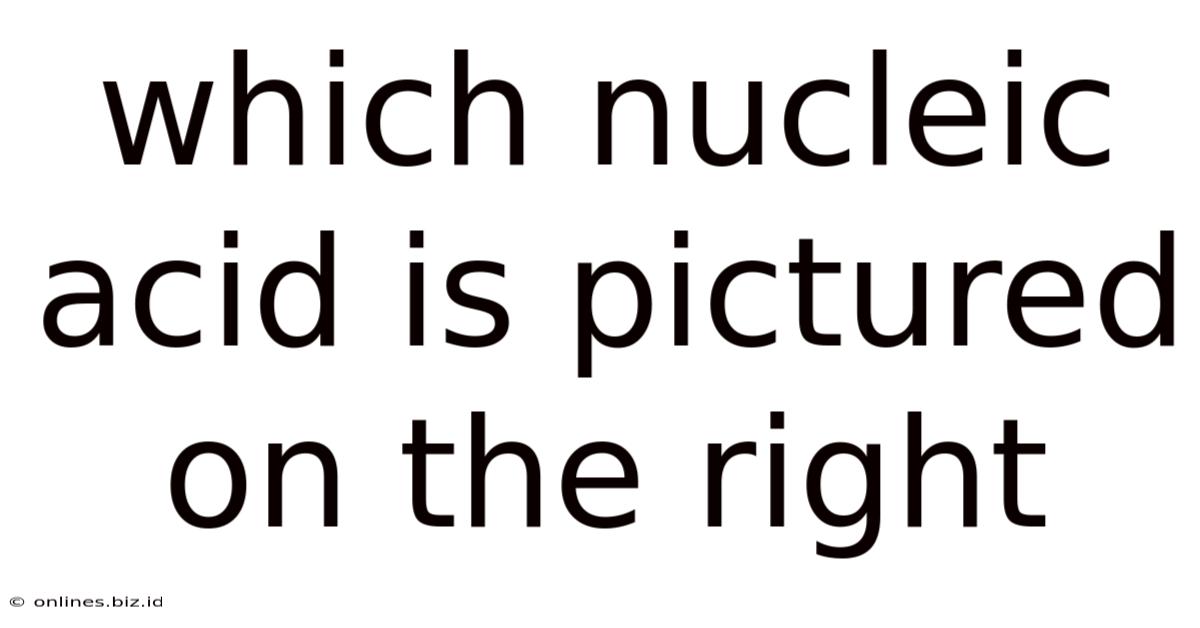 Which Nucleic Acid Is Pictured On The Right