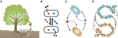 Which Of The Following Is An Example Of Microbial Change