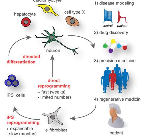 Which Of The Following Is True Of Internal Reprogramming