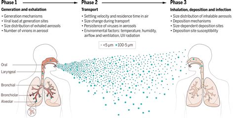 Which Of The Following Statements Is Accurate About Airborne Transmission