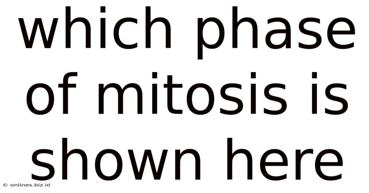 Which Phase Of Mitosis Is Shown Here