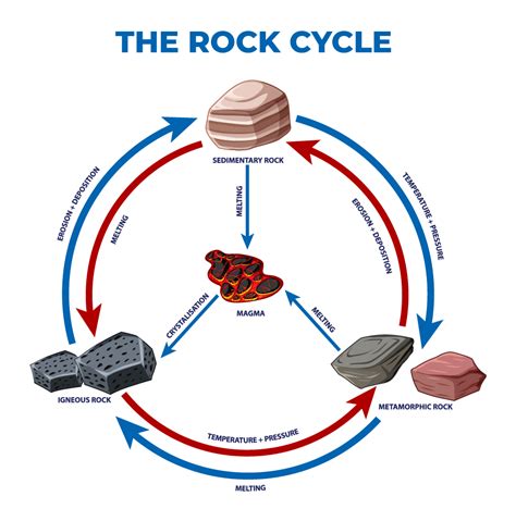 Which Statement Correctly Describes A Feature Of The Rock Cycle