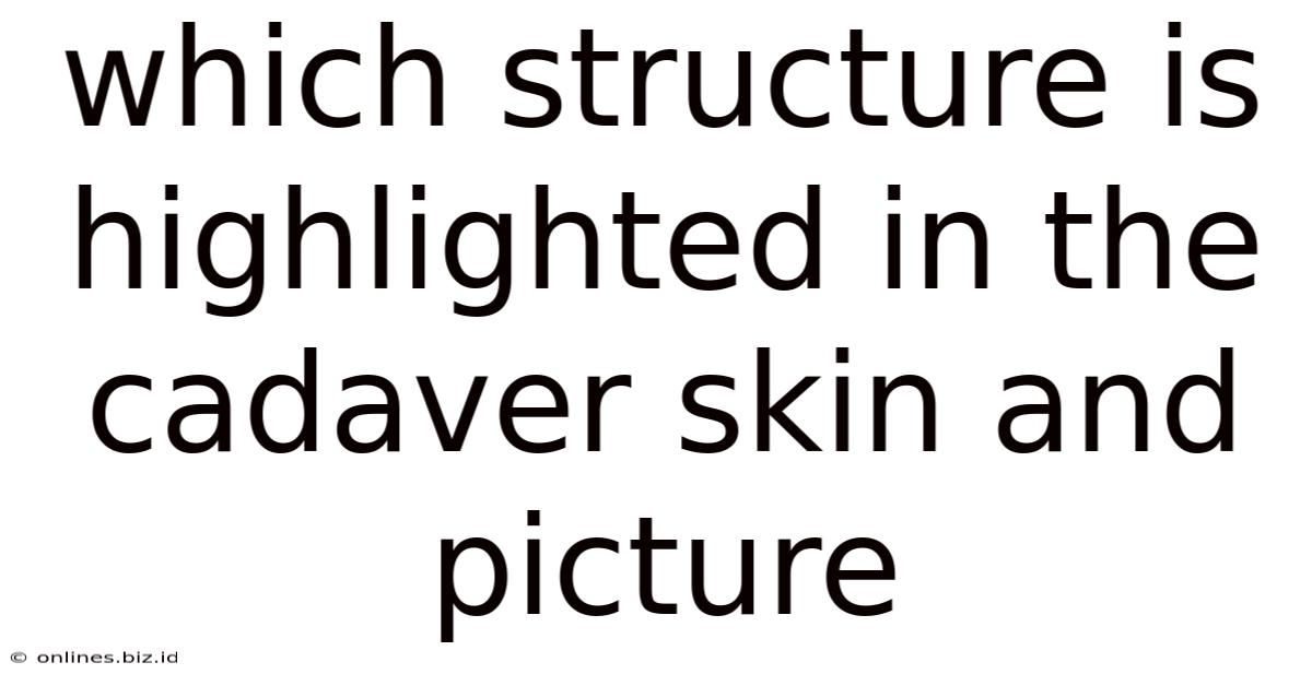 Which Structure Is Highlighted In The Cadaver Skin And Picture