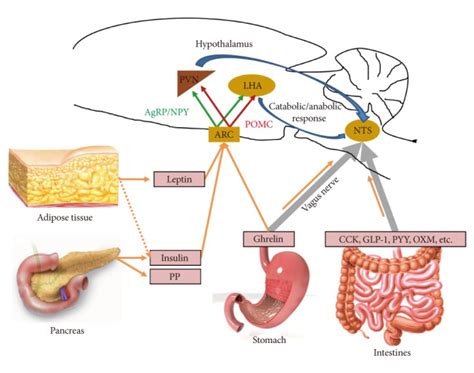 Which Two Neurotransmitters Have Roles In Appetite Suppression