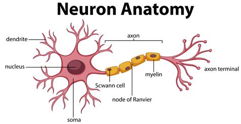 Why Are The Neurons In Izzys Brain Demyelinating