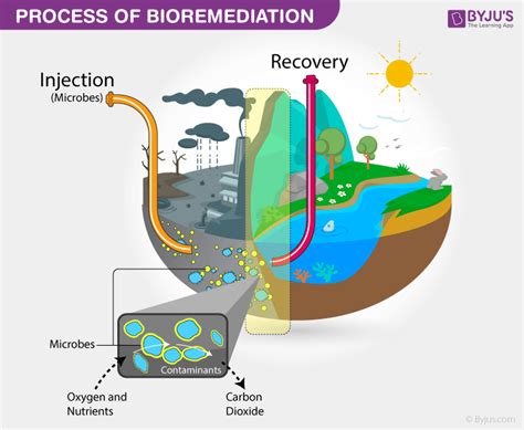 Why Was The Liquid In The Can Free Of Microbes